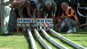 ferret racing